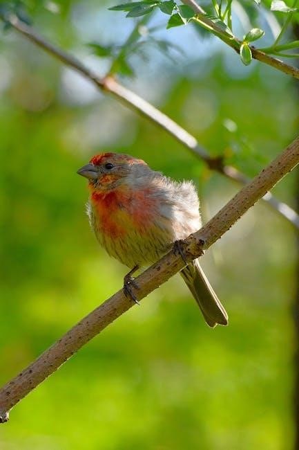 green finch and linnet bird sheet music pdf