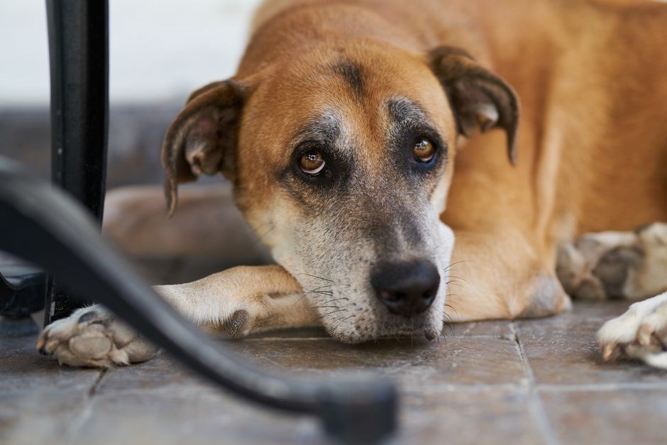 acepromazine for dogs dosage by weight pdf
